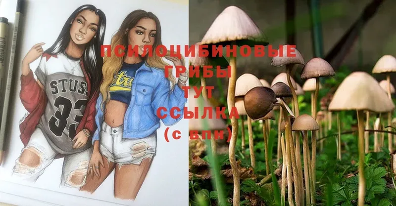 Галлюциногенные грибы Psilocybe  наркота  Бабушкин 